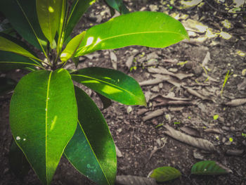 High angle view of plant leaves on field