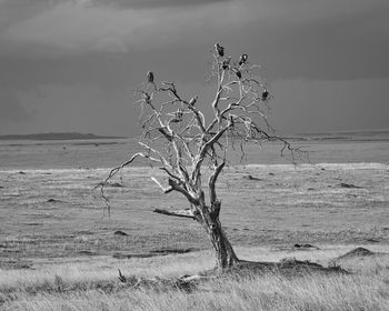 Bare tree on landscape against sky