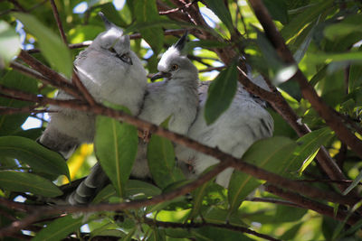 Low angle view of bird perching on tree