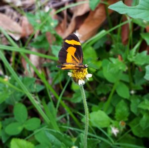 Close-up of butterfly on yellow flower