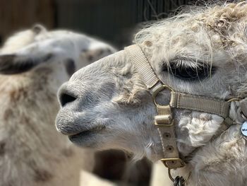 Close-up of a horse
