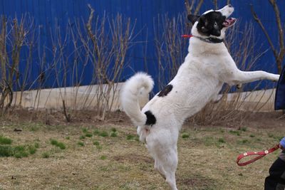 Sheepddog jumping on field