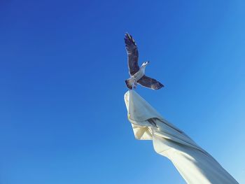 Low angle view of seagull flying against clear blue sky