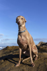 Dog looking away while sitting on land