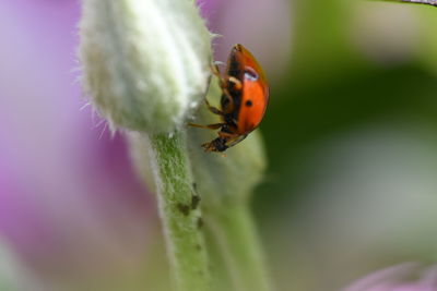 Close-up of ladybug on flower