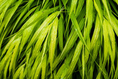 Full frame shot of fresh green leaves