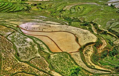 Full frame shot of tree growing in field