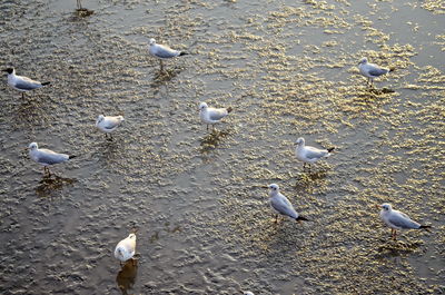 High angle view of seagulls on beach