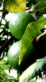 Close-up of leaves on tree