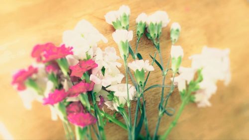 Close-up of flowers