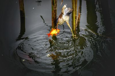 Close-up of leaf in lake