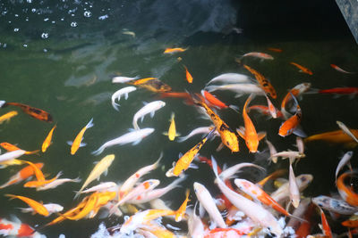 Flock of fish swimming in lake