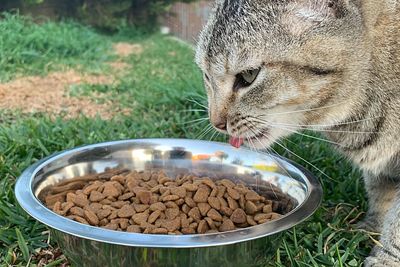 Close-up of a cat on field