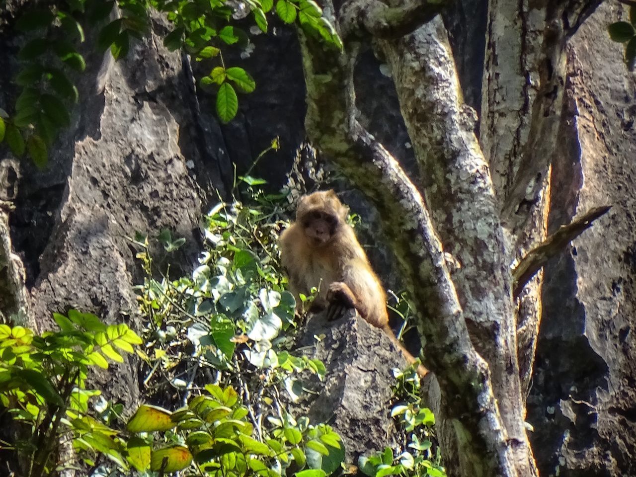 MONKEY ON TREE