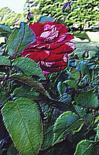 Close-up of red leaves