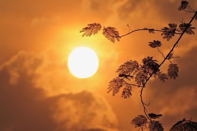 Low angle view of silhouette tree against orange sky