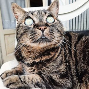 Close-up portrait of a cat