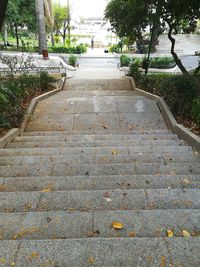 Walkway amidst trees