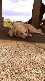 Close-up of dog lying down against sky