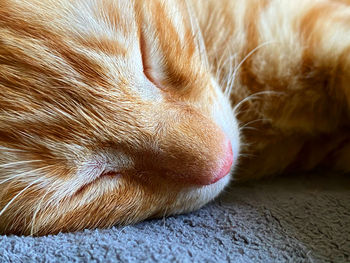 Close-up of a dog sleeping