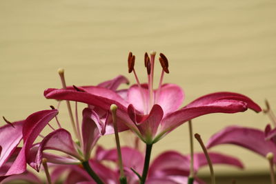 Close-up of pink lily flowers