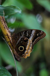 Close-up of butterfly on plant