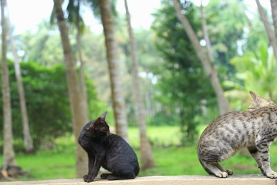 View of two cats on land