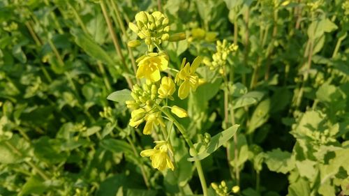 Close-up of yellow flowers blooming outdoors