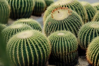 Full frame shot of plants