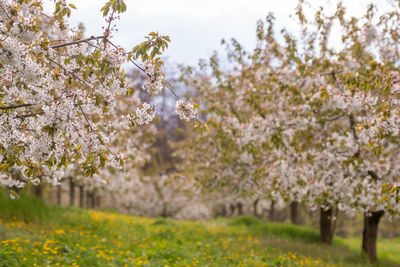 Cherry blossom trees on field