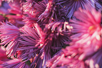 Close-up of christmas tree