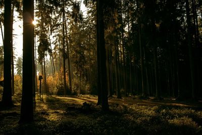 Sunlight streaming through trees in forest