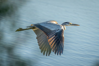 Bird flying over lake