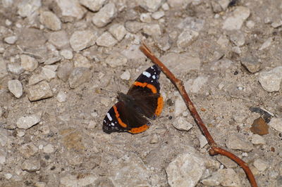 High angle view of butterfly on rock