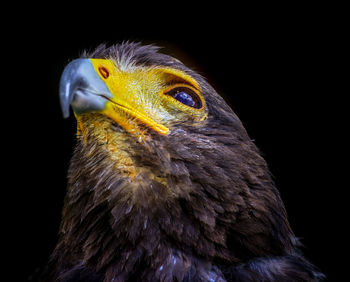 Close-up of eagle