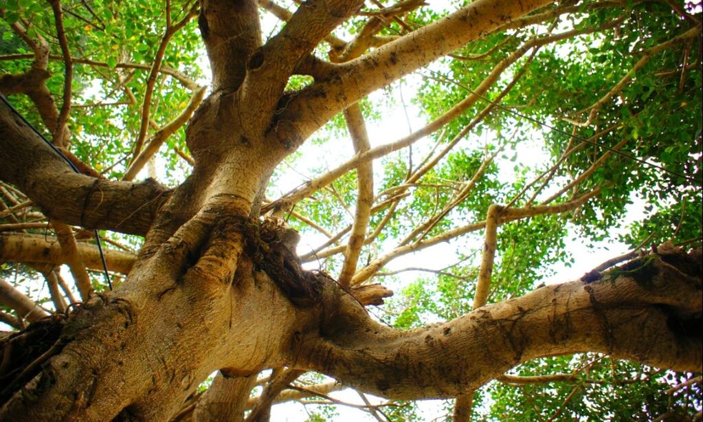 tree, branch, low angle view, tree trunk, growth, nature, tranquility, forest, day, sky, beauty in nature, outdoors, no people, leaf, green color, sunlight, wood - material, scenics, bark, backgrounds