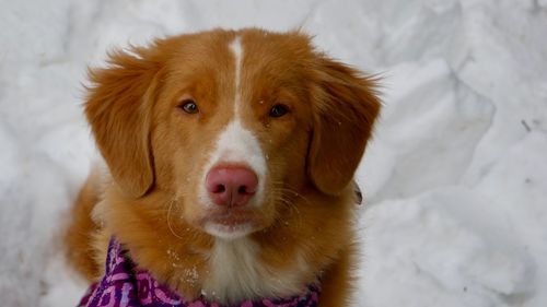 Close-up portrait of a dog