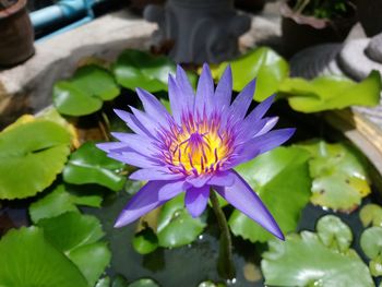 Close-up of lotus water lily in pond