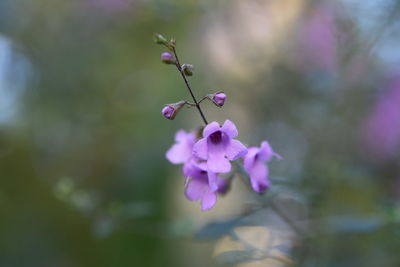 Close-up of pink flowering plant