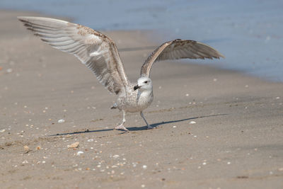 Seagulls flying over beach