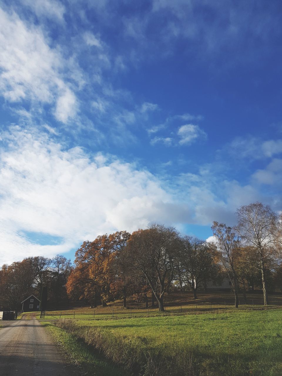 tree, tranquility, sky, nature, tranquil scene, scenics, beauty in nature, landscape, cloud - sky, day, field, grass, outdoors, no people, growth, scenery