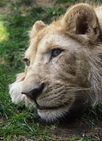 Close-up of lion lying on field