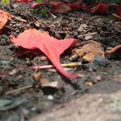 Close-up of dry leaf on field during autumn