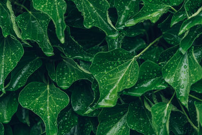 Close-up of raindrops on leaves