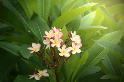 Close-up of flowering plant