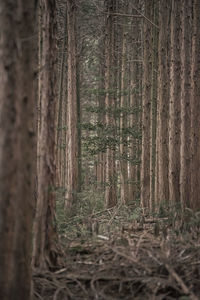 Trees in forest