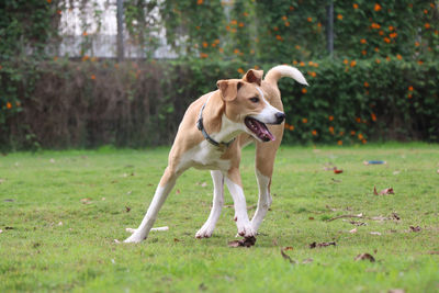 Dog running on field