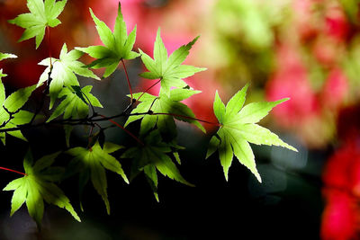 Close-up of maple leaves