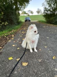 animal