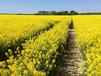 rapeseed